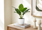 17" Aureum Plant With 5" White Pot - Green