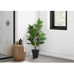 28" Garcinia Plant With 5" Black Pot - Green