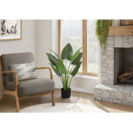 37" Aureum Plant With 5" Black Pot - Green