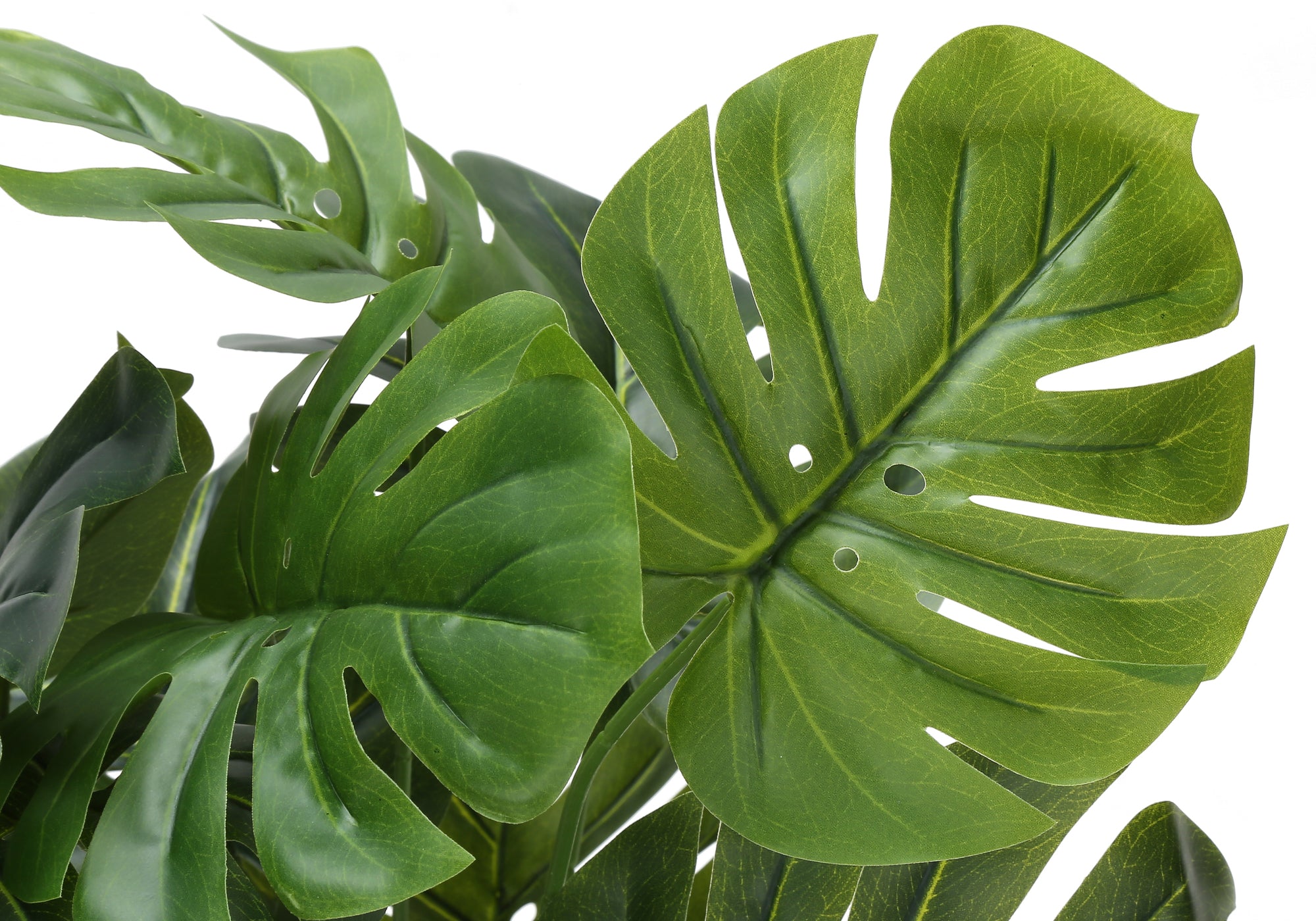24" Monstera Plant with 5" White Pot - Green - Set of Two