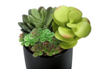 7" Succulent Plant with 3" Black Pot - Green - Set of 2