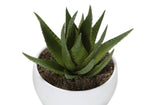 6" Succulent Plant with White Pot - Green - Set of 3