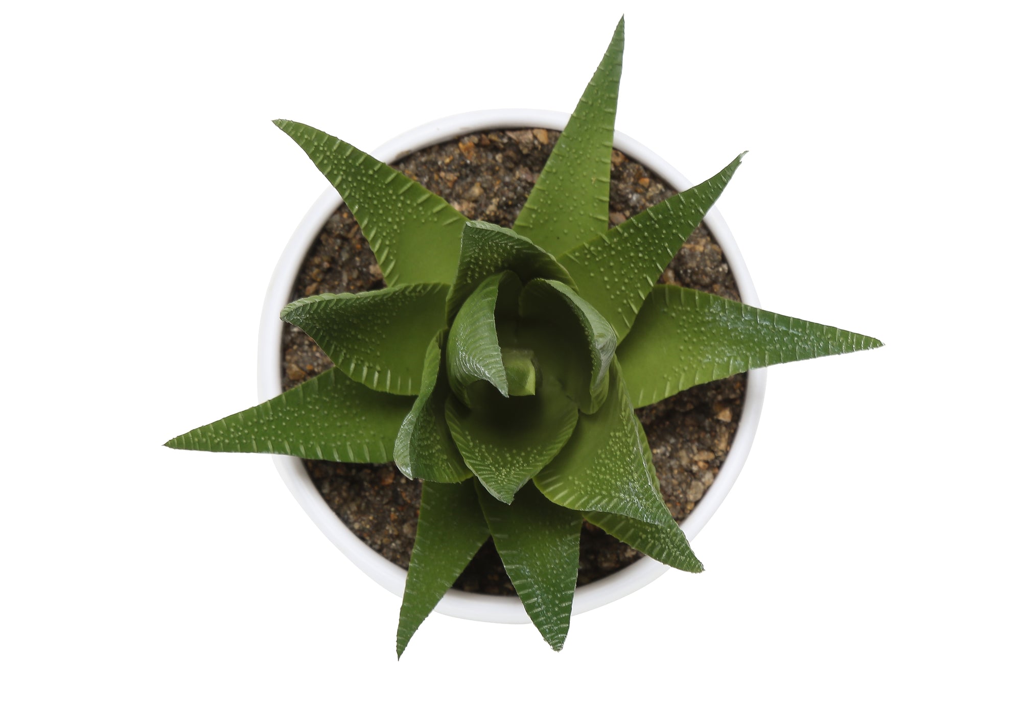 6" Succulent Plant with White Pot - Green - Set of 3