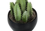6" Succulent Plant with Black Pot - Green - Set of 3