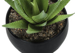 6" Succulent Plant with Black Pot - Green - Set of 3