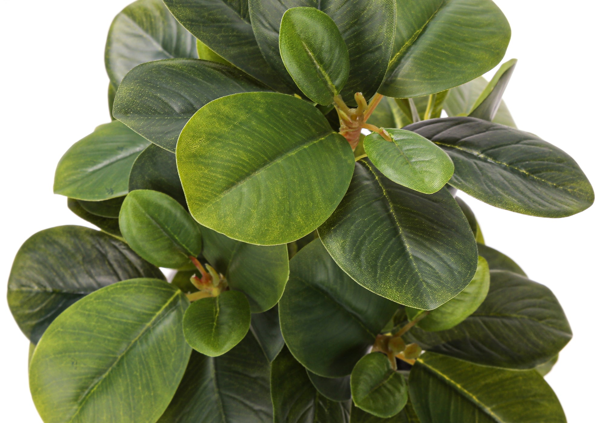 14" Ficus Elastica Plant with 4" White Pot - Green - Set of Two