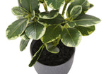 14" Ficus Elastica Plant with 4" Grey Pot - Green - Set of Two