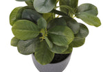 14" Ficus Elastica Plant with 4" Grey Pot - Green - Set of Two