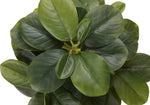 14" Ficus Elastica Plant with 4" Grey Pot - Green - Set of Two