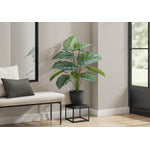 24" Calathea Plant With 5" Black Pot - Green