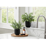 11" Eucalyptus Grass Plant With 5" Black Pot - Green - Set of Two